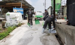 전남농협, 아프리카돼지열병 차단 총력…생석회 공급
