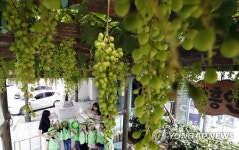 행정복지센터 앞에 청포도 열려