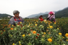 버릴 게 없다…약초 고장 산청서 홍화꽃 수확