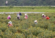 버릴 게 없다…약초 고장 산청서 홍화꽃 수확
