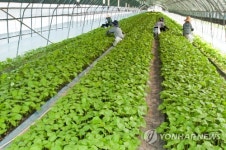 금산 만인산농협 깻잎 비비고에 공급