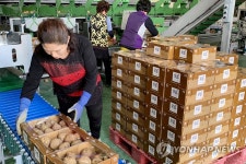 해풍 맞고 자란 서산감자, 롯데마트 120곳서 판매