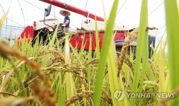 임금님표 이천쌀 전국 첫 벼 베기