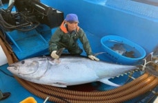 수온 상승에 대형 태평양 참다랑어 강원 고성서도 잡혀