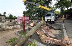 진주성 내 600년 느티나무 이제 사라집니다