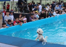 수영하는 반려견
