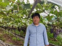 [충북소식] 옥천군, 올해 포도왕 이정민씨 선정