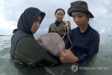 스타 된 태국 아기 듀공…페북 방송으로 멸종위기종 관심 제고