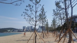 [울산소식] 동구, 일산해수욕장 소나무 숲 조성