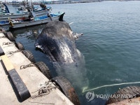 거진항 죽은 향고래