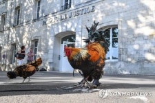 꼬끼오~ 수탉 울음소리가 소음공해?…프랑스서 소송
