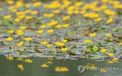 반가워, 노랑어리연