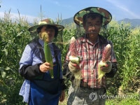 곡성 삼기면 흑찰옥수수 출하