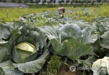 지리산 청정골서 양배추 수확