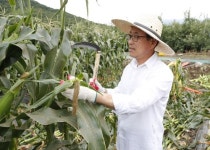 옥수수 대명사 괴산 대학찰옥수수 수확 본격화