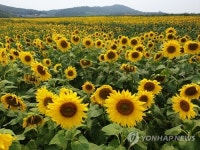 노란 해바라기 물결…해남 28㏊ 간척지 농장 장관