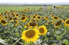 해바라기밭 거니는 연인