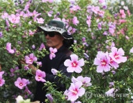 만개한 나라꽃 무궁화