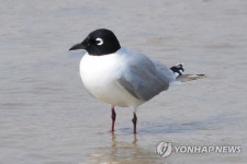 구조된 검은머리갈매기 15마리, 인천 송도에 방사