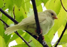 부천자연생태공원서 포착된 흰 참새