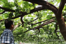 4천500송이 열리는 포도나무