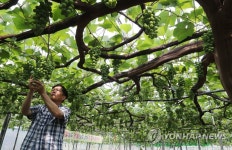 4천500송이 열리는 화제의 포도나무