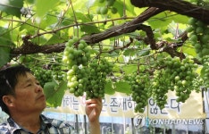 4천500송이 열리는 희성농장 포도나무