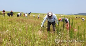신두리 사구서 외래식물 제거하는 태안군청 직원들