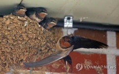 한여름 어미새 모정