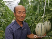 곡성군, 칸탈루프 멜론 시험재배 성공