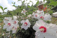 나라꽃 무궁화축제 준비 한창
