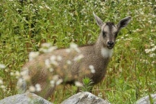 서울대공원, 멸종 위기 산양 자연 번식 성공