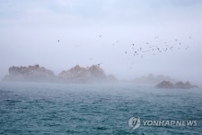 문무대왕 수중릉 위 갈매기