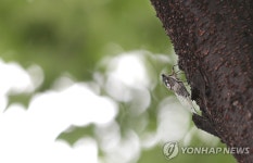 매미와 함께 여름 시작