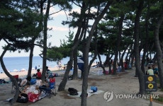 뜨거운 백사장보다 소나무 숲이 더 좋다