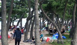 뜨거운 백사장보다 소나무 숲이 더 좋다