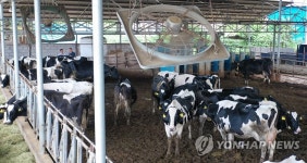 폭염에 대형선풍기 가동하는 축산농가