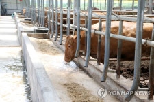 얼음이 신기한 소