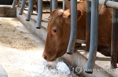 이것 먹어도 되나?