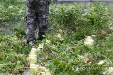 뭇값 폭락, 판매 대신 폐기 택한 농민