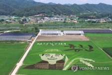 홍천 소개하는 유색벼