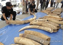 17∼28일 멸종위기종 국제회의서 상아무역 허용여부 논의