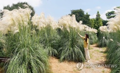 태안 청산수목원에 가을 부르는 팜파스 만발