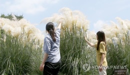 태안 청산수목원에 가을 부르는 팜파스 만발