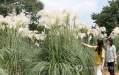 태안 청산수목원에 가을 부르는 팜파스 만발