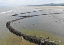 태안 청포대 독살서 물고기 잡는 관광객들