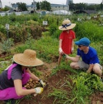 농산물 직접 키워보세요…대구시 도시텃밭 선착순 분양