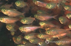 서귀포 문섬에 둥지 튼 황안어 무리