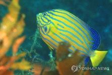 청줄돔의 화려한 자태