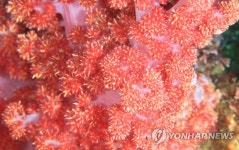 서귀포 문섬의 화려한 연산호